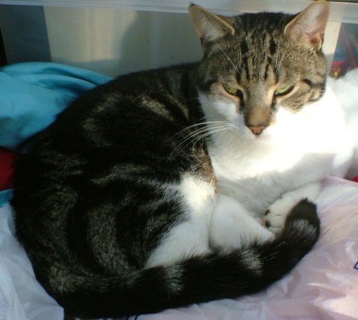 jacques in drama stuff