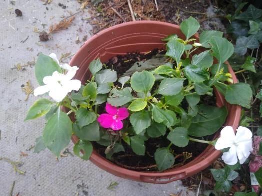 Impatiens in large pot